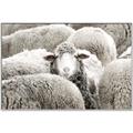 Picture of Sheepish _GroupedProduct_Rectangle_Landscape_Photography _GroupedProduct_Rectangle_Landscape_Canvas_Framed_