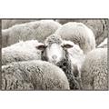Picture of Sheepish _GroupedProduct_Rectangle_Landscape_Photography _GroupedProduct_Rectangle_Landscape_Canvas_Framed_