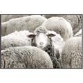 Picture of Sheepish _GroupedProduct_Rectangle_Landscape_Photography _GroupedProduct_Rectangle_Landscape_Canvas_Framed_