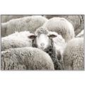 Picture of Sheepish _GroupedProduct_Rectangle_Landscape_Photography _GroupedProduct_Rectangle_Landscape_Canvas_Framed_