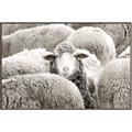 Picture of Sheepish _GroupedProduct_Rectangle_Landscape_Photography _GroupedProduct_Rectangle_Landscape_Canvas_Framed_