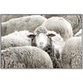Picture of Sheepish _GroupedProduct_Rectangle_Landscape_Photography _GroupedProduct_Rectangle_Landscape_Canvas_Framed_