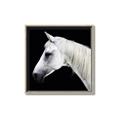 Picture of Side Profile _GroupedProduct_Square_Photography _GroupedProduct_Square_Canvas_Framed_