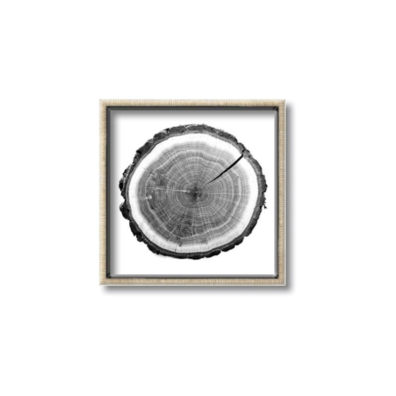 Picture of Log Slice I _GroupedProduct_Square_Photography _GroupedProduct_Square_Canvas_Framed_