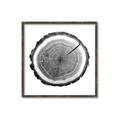 Picture of Log Slice I _GroupedProduct_Square_Photography _GroupedProduct_Square_Canvas_Framed_