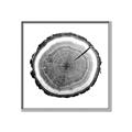 Picture of Log Slice I _GroupedProduct_Square_Photography _GroupedProduct_Square_Canvas_Framed_