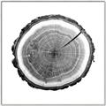 Picture of Log Slice I _GroupedProduct_Square_Photography _GroupedProduct_Square_Canvas_Framed_