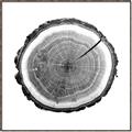 Picture of Log Slice I _GroupedProduct_Square_Photography _GroupedProduct_Square_Canvas_Framed_