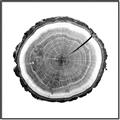 Picture of Log Slice I _GroupedProduct_Square_Photography _GroupedProduct_Square_Canvas_Framed_