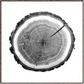 Picture of Log Slice I _GroupedProduct_Square_Photography _GroupedProduct_Square_Canvas_Framed_