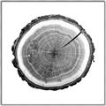 Picture of Log Slice I _GroupedProduct_Square_Photography _GroupedProduct_Square_Canvas_Framed_