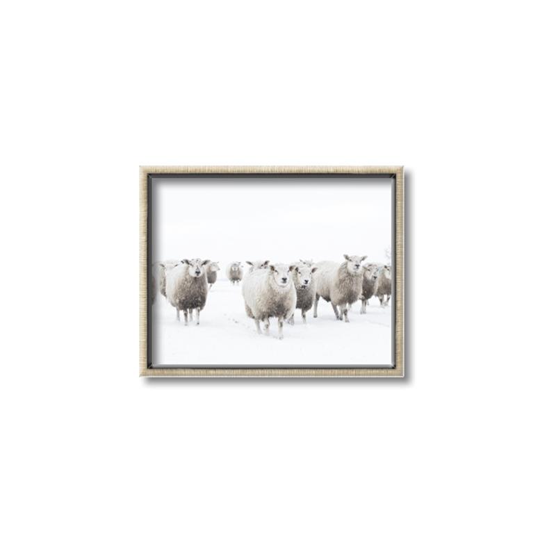 Picture of Sheep Party _GroupedProduct_Rectangle_Landscape_Photography _GroupedProduct_Rectangle_Landscape_Canvas_Framed_