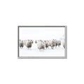 Picture of Sheep Party _GroupedProduct_Rectangle_Landscape_Photography _GroupedProduct_Rectangle_Landscape_Canvas_Framed_