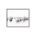 Picture of Sheep Party _GroupedProduct_Rectangle_Landscape_Photography _GroupedProduct_Rectangle_Landscape_Canvas_Framed_