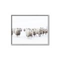 Picture of Sheep Party _GroupedProduct_Rectangle_Landscape_Photography _GroupedProduct_Rectangle_Landscape_Canvas_Framed_