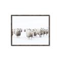 Picture of Sheep Party _GroupedProduct_Rectangle_Landscape_Photography _GroupedProduct_Rectangle_Landscape_Canvas_Framed_