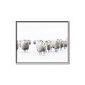 Picture of Sheep Party _GroupedProduct_Rectangle_Landscape_Photography _GroupedProduct_Rectangle_Landscape_Canvas_Framed_