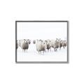 Picture of Sheep Party _GroupedProduct_Rectangle_Landscape_Photography _GroupedProduct_Rectangle_Landscape_Canvas_Framed_