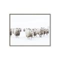 Picture of Sheep Party _GroupedProduct_Rectangle_Landscape_Photography _GroupedProduct_Rectangle_Landscape_Canvas_Framed_