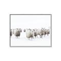 Picture of Sheep Party _GroupedProduct_Rectangle_Landscape_Photography _GroupedProduct_Rectangle_Landscape_Canvas_Framed_