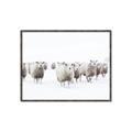 Picture of Sheep Party _GroupedProduct_Rectangle_Landscape_Photography _GroupedProduct_Rectangle_Landscape_Canvas_Framed_