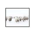 Picture of Sheep Party _GroupedProduct_Rectangle_Landscape_Photography _GroupedProduct_Rectangle_Landscape_Canvas_Framed_