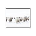 Picture of Sheep Party _GroupedProduct_Rectangle_Landscape_Photography _GroupedProduct_Rectangle_Landscape_Canvas_Framed_