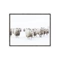 Picture of Sheep Party _GroupedProduct_Rectangle_Landscape_Photography _GroupedProduct_Rectangle_Landscape_Canvas_Framed_