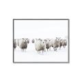 Picture of Sheep Party _GroupedProduct_Rectangle_Landscape_Photography _GroupedProduct_Rectangle_Landscape_Canvas_Framed_