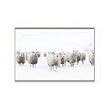 Picture of Sheep Party _GroupedProduct_Rectangle_Landscape_Photography _GroupedProduct_Rectangle_Landscape_Canvas_Framed_