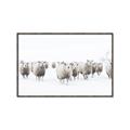 Picture of Sheep Party _GroupedProduct_Rectangle_Landscape_Photography _GroupedProduct_Rectangle_Landscape_Canvas_Framed_
