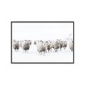 Picture of Sheep Party _GroupedProduct_Rectangle_Landscape_Photography _GroupedProduct_Rectangle_Landscape_Canvas_Framed_