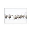 Picture of Sheep Party _GroupedProduct_Rectangle_Landscape_Photography _GroupedProduct_Rectangle_Landscape_Canvas_Framed_