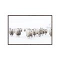 Picture of Sheep Party _GroupedProduct_Rectangle_Landscape_Photography _GroupedProduct_Rectangle_Landscape_Canvas_Framed_