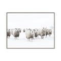 Picture of Sheep Party _GroupedProduct_Rectangle_Landscape_Photography _GroupedProduct_Rectangle_Landscape_Canvas_Framed_