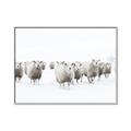 Picture of Sheep Party _GroupedProduct_Rectangle_Landscape_Photography _GroupedProduct_Rectangle_Landscape_Canvas_Framed_