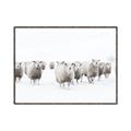 Picture of Sheep Party _GroupedProduct_Rectangle_Landscape_Photography _GroupedProduct_Rectangle_Landscape_Canvas_Framed_