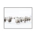 Picture of Sheep Party _GroupedProduct_Rectangle_Landscape_Photography _GroupedProduct_Rectangle_Landscape_Canvas_Framed_