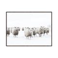 Picture of Sheep Party _GroupedProduct_Rectangle_Landscape_Photography _GroupedProduct_Rectangle_Landscape_Canvas_Framed_