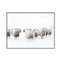 Picture of Sheep Party _GroupedProduct_Rectangle_Landscape_Photography _GroupedProduct_Rectangle_Landscape_Canvas_Framed_