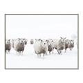 Picture of Sheep Party _GroupedProduct_Rectangle_Landscape_Photography _GroupedProduct_Rectangle_Landscape_Canvas_Framed_
