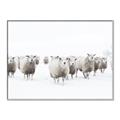 Picture of Sheep Party _GroupedProduct_Rectangle_Landscape_Photography _GroupedProduct_Rectangle_Landscape_Canvas_Framed_