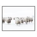 Picture of Sheep Party _GroupedProduct_Rectangle_Landscape_Photography _GroupedProduct_Rectangle_Landscape_Canvas_Framed_