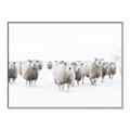Picture of Sheep Party _GroupedProduct_Rectangle_Landscape_Photography _GroupedProduct_Rectangle_Landscape_Canvas_Framed_