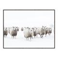 Picture of Sheep Party _GroupedProduct_Rectangle_Landscape_Photography _GroupedProduct_Rectangle_Landscape_Canvas_Framed_