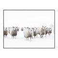 Picture of Sheep Party _GroupedProduct_Rectangle_Landscape_Photography _GroupedProduct_Rectangle_Landscape_Canvas_Framed_
