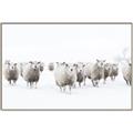 Picture of Sheep Party _GroupedProduct_Rectangle_Landscape_Photography _GroupedProduct_Rectangle_Landscape_Canvas_Framed_