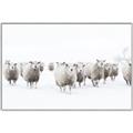 Picture of Sheep Party _GroupedProduct_Rectangle_Landscape_Photography _GroupedProduct_Rectangle_Landscape_Canvas_Framed_