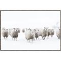 Picture of Sheep Party _GroupedProduct_Rectangle_Landscape_Photography _GroupedProduct_Rectangle_Landscape_Canvas_Framed_