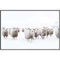 Picture of Sheep Party _GroupedProduct_Rectangle_Landscape_Photography _GroupedProduct_Rectangle_Landscape_Canvas_Framed_